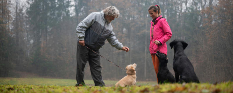 devenir éducateur pour chien